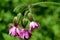 Red campion flowers