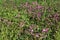 Red campion flowers, silene dioica, flowers
