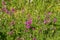 Red campion flowers on a summer meadow