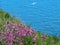Red campion growing on a cliff top