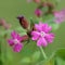 Red campion (Silene dioica)