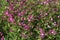 Red campion, silene dioica, flowers