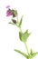 Red campion (Silene dioica) isolated