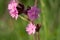 Red campion or Silene dioica on meadow