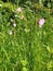 Red Campion - Silene vulgaris, Norfolk, England, UK