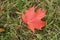 Red canadian maple leaf