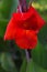 Red Canna Flower