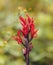 Red canna flower Amber Mountain Madagascar