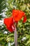 The red canna flower blooms beautifully naturally