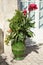 Red canna flower in a large terracotta pot