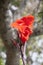 Red canna flower on the sunlight and background brown trunk of tree.