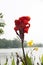 Red canna flower on the sunlight and background lake, tree and white sky.