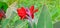 Red canna flowers on background of green leaves.