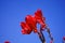 Red canna flowers beautiful petal bright on blue sky