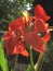 Red Canna flowers in garden