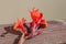 Red canna lily on wood table. Closeup, copy space