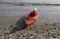 Red canoe on the beach