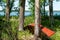 Red canoe rests agains tree trunk near the shore of a beautiful Minnesota lake