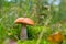 Red-cap mushroom grow in moss