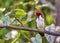 Red-capped Cardinal