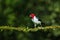 Red Capped Cardinal