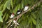 Red-Capped Cardinal, paroaria gularis, Adults standing on Branch, Los Lianos in Venezuela