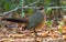 Red-capped Coua, Coua ruficeps