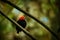 Red-capped manakin - Ceratopipra mentalis bird in the Pipridae family