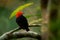 Red-capped manakin - Ceratopipra mentalis bird in the Pipridae family