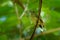 Red-capped manakin - Ceratopipra mentalis  bird in the Pipridae family. It is found in Belize, Colombia, Costa Rica, Ecuador,