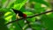 Red Capped Manakin dancing in courtship display