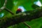 Red-capped Manakin, Pipra mentalis, rare bizar bird, Nelize, Central America.