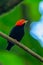 Red-capped Manakin, Pipra mentalis, rare bizar bird, Nelize, Central America.