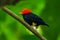 Red-capped Manakin, Pipra mentalis, rare bizar bird, Nelize, Central America.