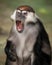 Red-capped Mangabey