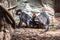 Red Capped Mangabey Cercocebus torquatus In Barcelona Zoo