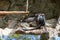 Red Capped Mangabey Cercocebus torquatus In Barcelona Zoo