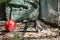 Red Capped Mangabey Cercocebus torquatus In Barcelona Zoo