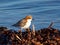 Red Capped Plover