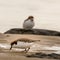 Red-capped Plover feeding on worm in the shallows