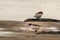 Red-capped Plover pulling a worm from sand