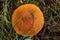 Red capped scaber stalk growing in forest, view from top, detail on orange head