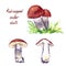 Red-capped scaber stalk Leccinum aurantiacum mushrooms set