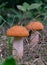 Red-capped scaber stalk mushroom