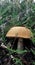 Red-capped scaber stalk mushroom