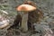 Red-capped scaber stalk mushroom. Closeup