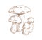 Red-capped scaber stalk mushrooms. Outlined botanical vintage drawing of edible fungi composition. Sketch of forest