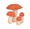 Red-capped scaber stalk mushrooms. Raw edible fungi composition. Big and small forest fungus. Natural organic food