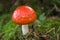 Red capped toadstool