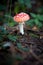 A red capped toadstool on woodland floor